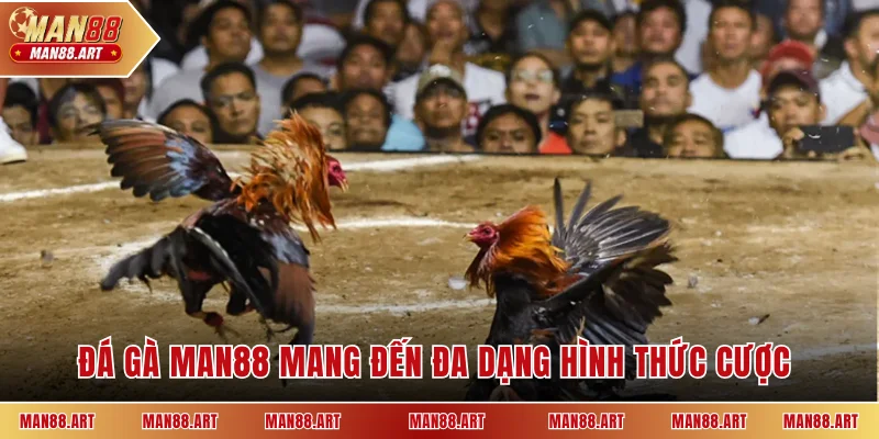 Đá gà MAN88 mang đến đa dạng hình thức cược