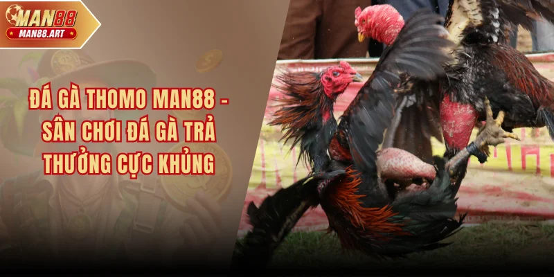 Đá Gà Thomo MAN88 - Sân Chơi Đá Gà Trả Thưởng Cực Khủng