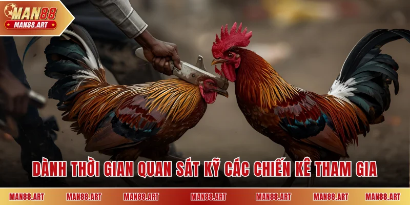 Dành thời gian quan sát kỹ các chiến kê tham gia