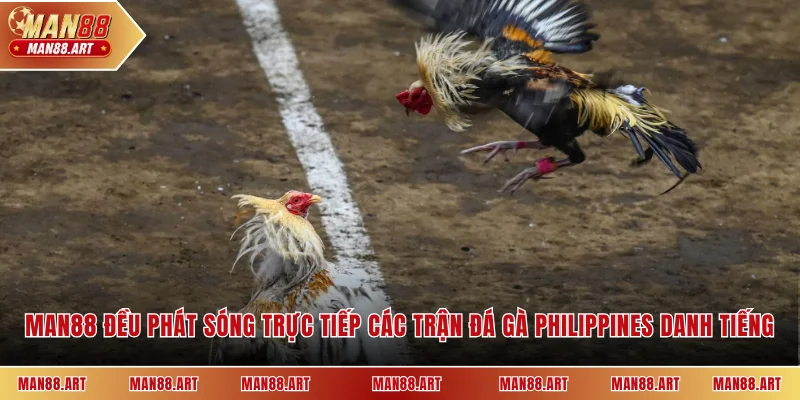 MAN88 đều phát sóng trực tiếp các trận đá gà Philippines danh tiếng